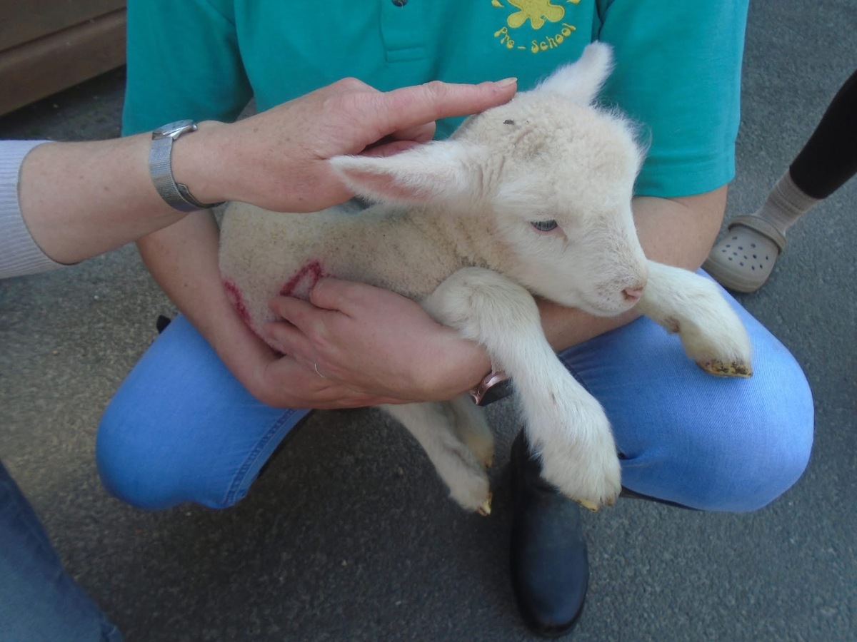 Lamb visit